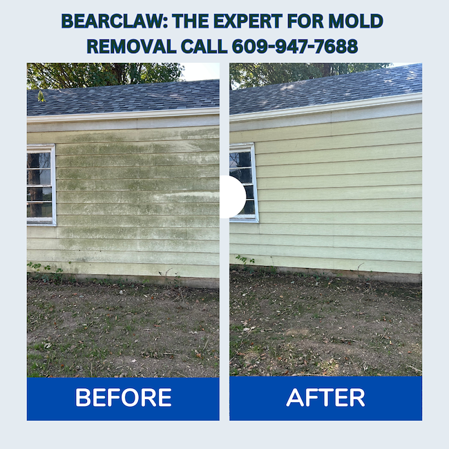 Professional Mold Removal and House Soft Washing in Hamilton NJ: Why BearClaw is the Trusted Choice